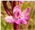 Orchis quadripunctata